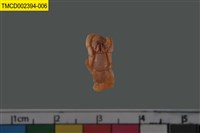 藏品(寄居蟹)的圖片